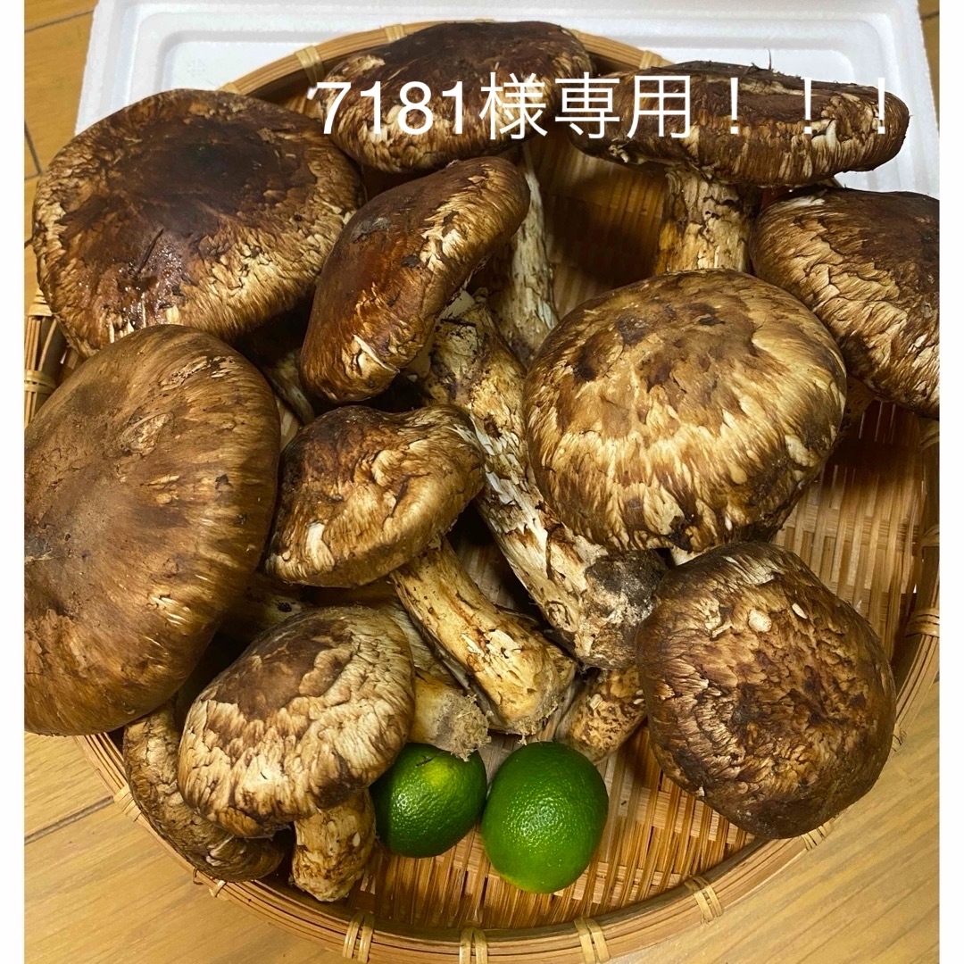 食品中国産 松茸 約2kg まつたけ マツタケ。