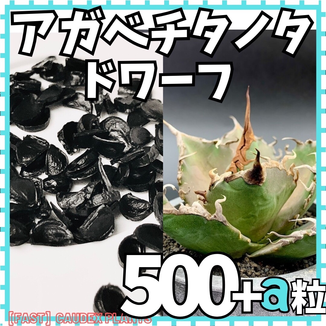 【種子】500粒 アガベ チタノタ ドワーフ 種 植物 アガベチタノタ