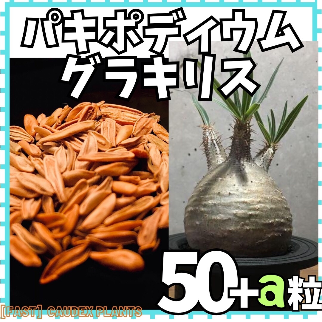 【種子】50粒 パキポディウム グラキリス 種子 種 植物 趣味 パキポ 苗