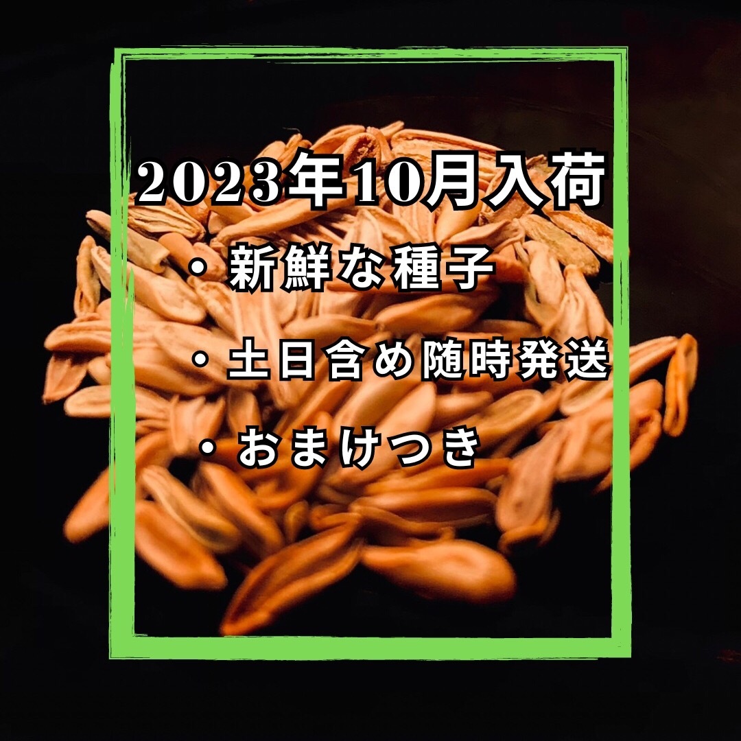 【種子】20粒 パキポディウム マカイエンセ 種子 種 苗 園芸 塊根 植物