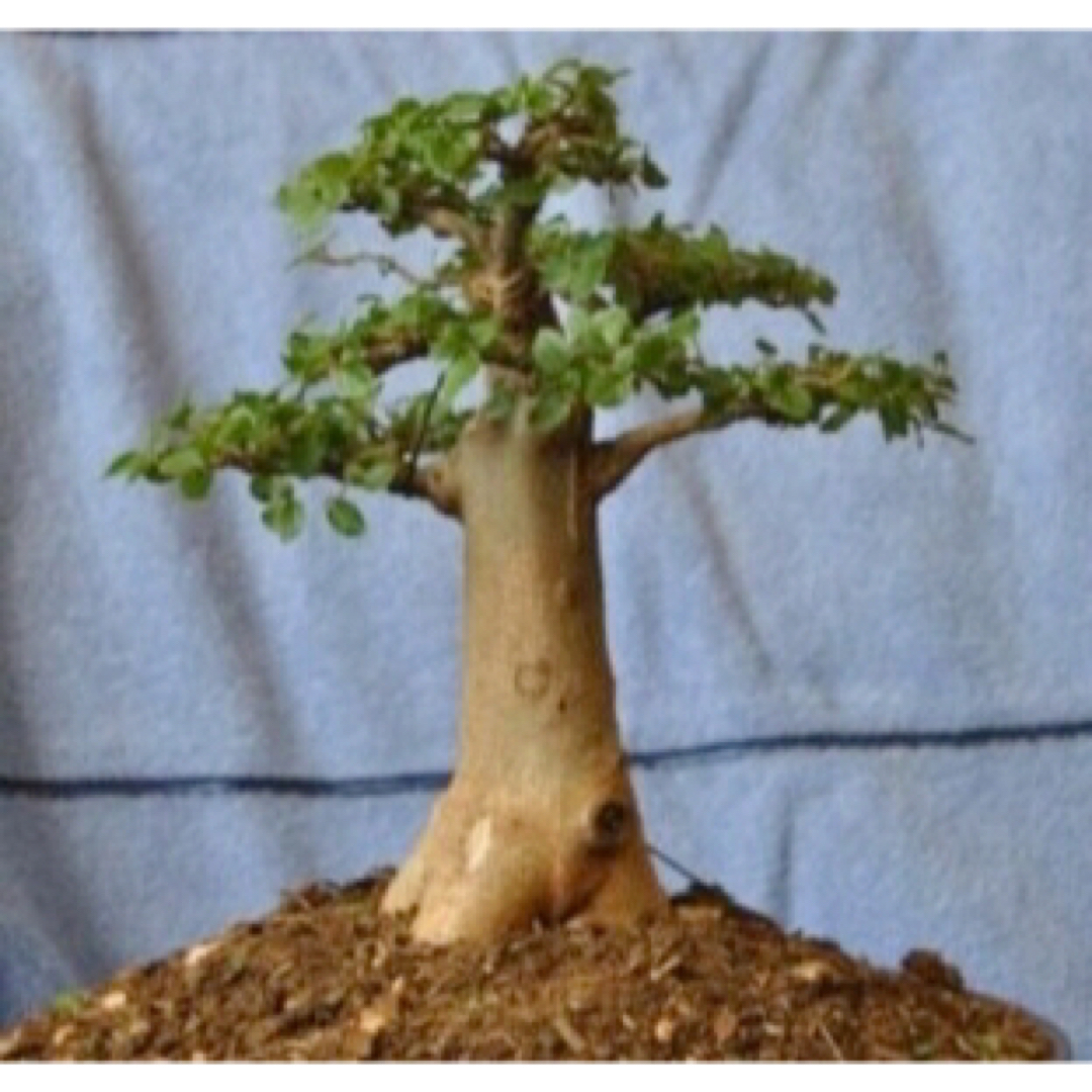 安い購入 20粒 バオバブ アダンソニア ディギタータ 種 塊根 植物 苗