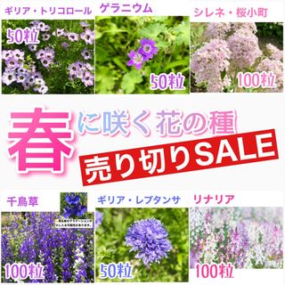 春に咲く秋蒔きの花の種  売り切りSALE⑭(その他)