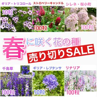 春に咲く秋蒔きの花の種  売り切りSALE⑫(その他)