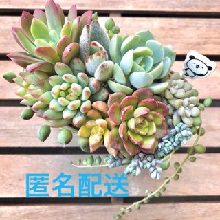 ミニベル入り9種　寄せ植え　カット苗セット(その他)