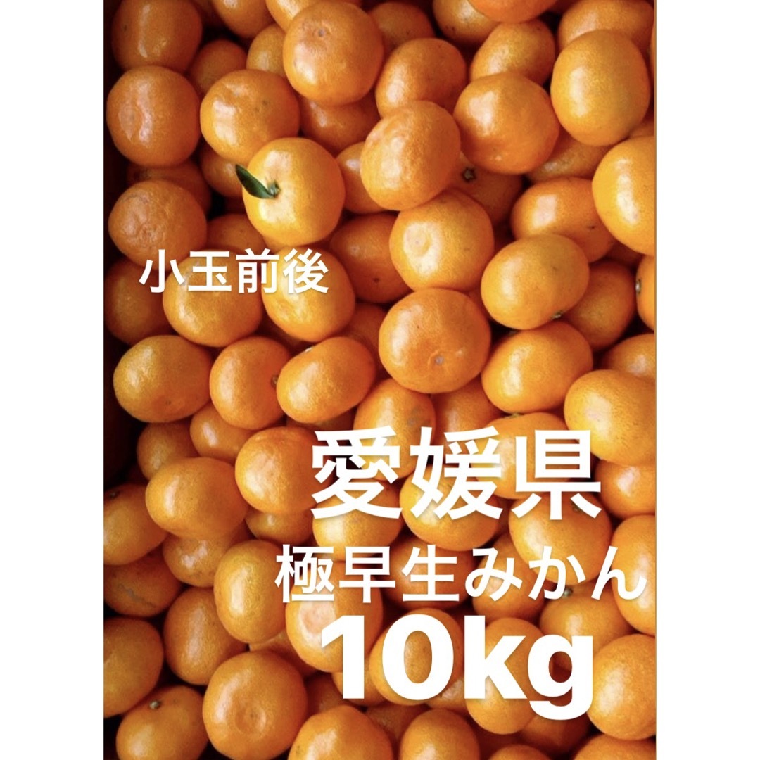 愛媛県産　極早生みかん　柑橘　10kg