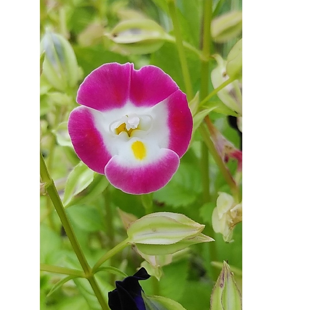 トレニア　花の種1000粒以上 ハンドメイドのフラワー/ガーデン(プランター)の商品写真