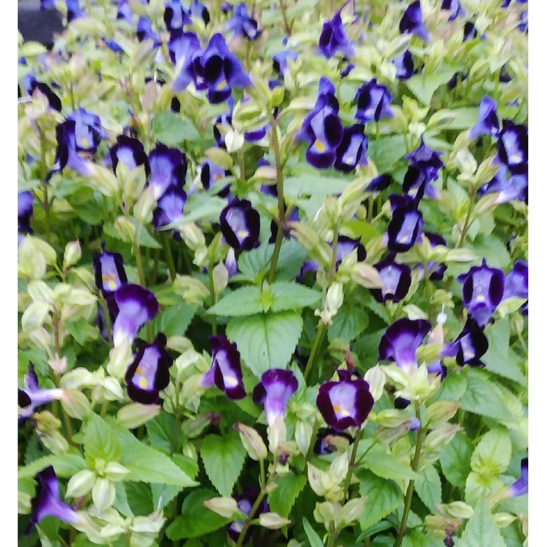トレニア　花の種1000粒以上 ハンドメイドのフラワー/ガーデン(プランター)の商品写真