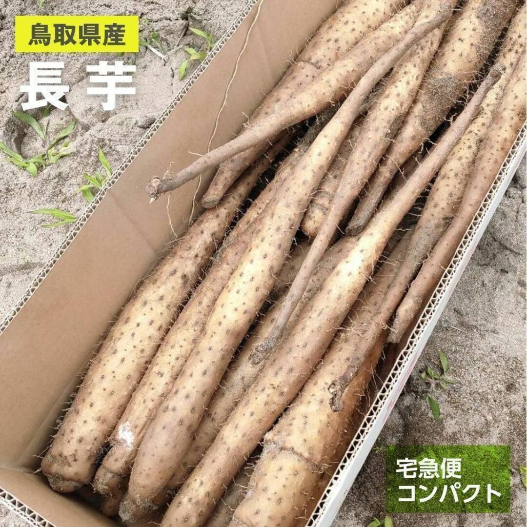 【鳥取県産】砂丘ながいも 1kg 長芋 とりたて ながいも とろろ　コンパクト 食品/飲料/酒の食品(野菜)の商品写真