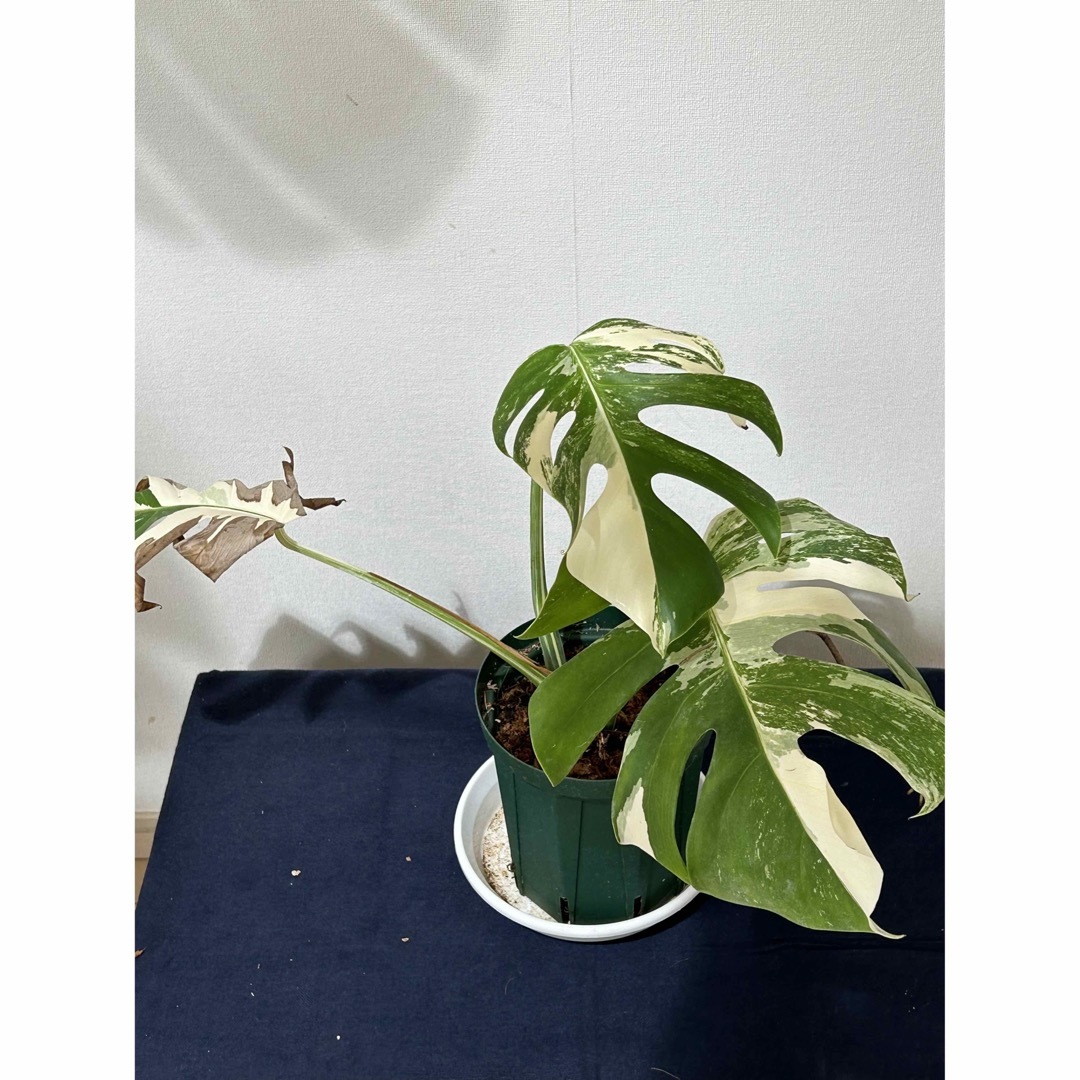 7 斑入りモンステラ ボルシギアナ ホワイトタイガー 葉が3枚 抜き苗-