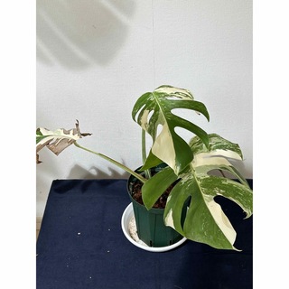 N9 斑入りモンステラ　ボルシギアナ　ホワイトタイガー　葉が３枚抜き苗