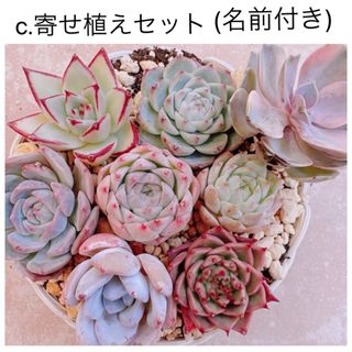 c.寄せ植えセット(名前付き) カット苗詰め合わせ　エケベリア　多肉植物(その他)