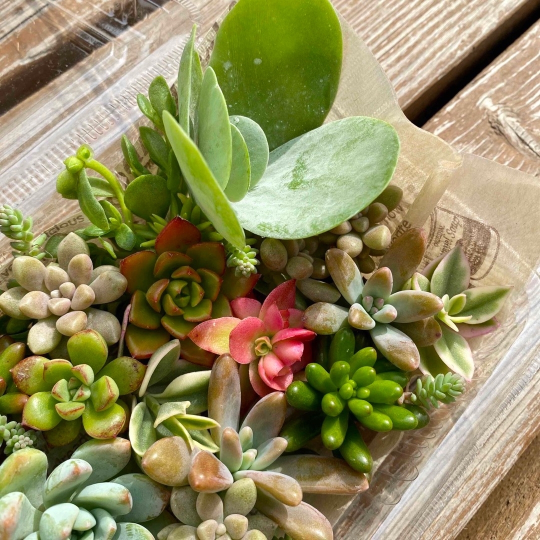 多肉植物 セダム カット苗 おまかせ 詰め合わせミニパック - その他 多肉植物 セダム カット苗 おまかせ 詰め合わせミニパック - その他