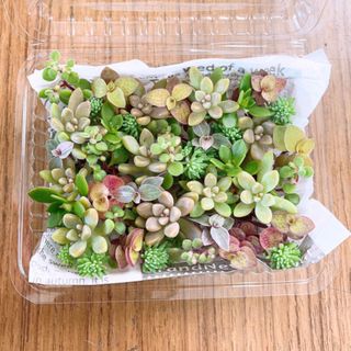 多肉植物　カット苗　6種(その他)