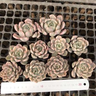 フラワー/ガーデンEcheveria Pretty in Pink錦　多肉