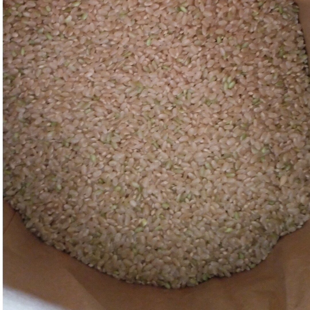 令和5年産、新米30キロゆうだい21無農薬にて作り上げた頑固オヤジのお米-