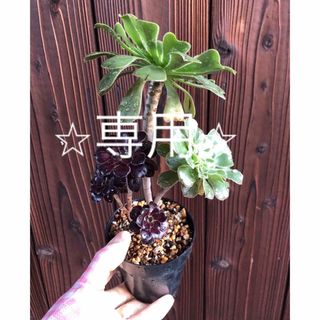 多肉植物　⭐︎専用⭐︎アエオニウム　2色枝　黒法師　抜き苗　11(その他)