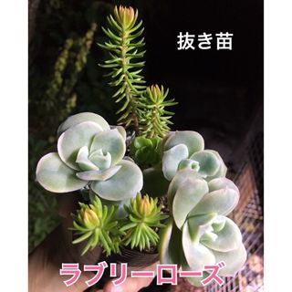 多肉植物　ラブリーローズ入り　寄せ植えセット(鉢内全ての苗)(その他)