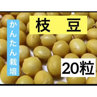 かんたん栽培 たつの 枝豆 20粒 兵庫県◆トライ家庭菜園 エスディージーズ(野菜)