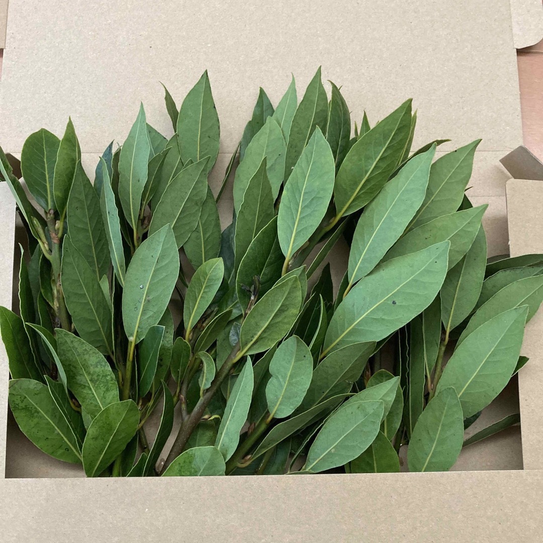 月桂樹 フレッシュ ローリエ 生枝 食品/飲料/酒の食品(野菜)の商品写真
