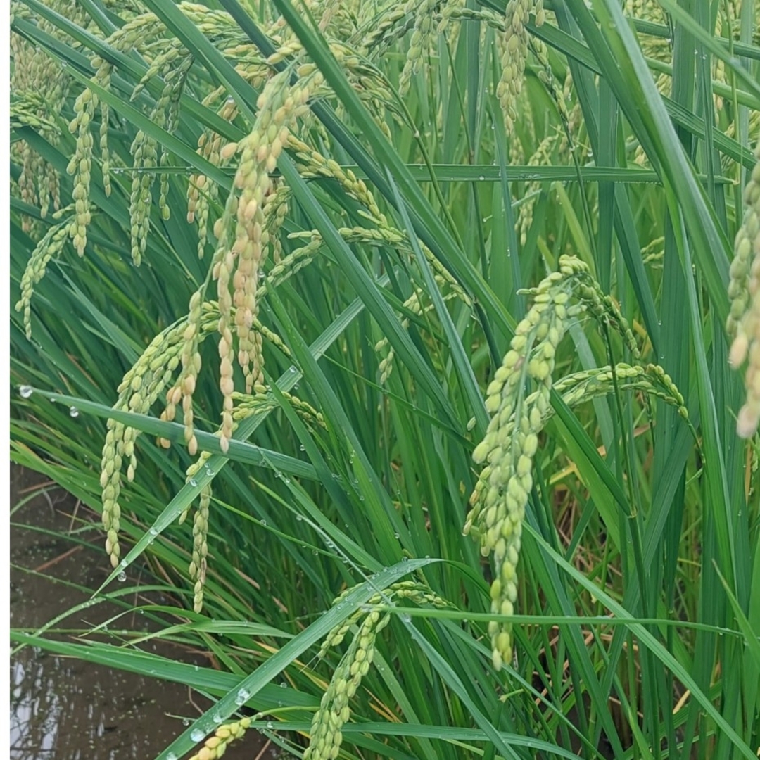 新米 令和五年収穫 岡山県産 ひのひかり 天日干し 玄米20㌔(精米可能)