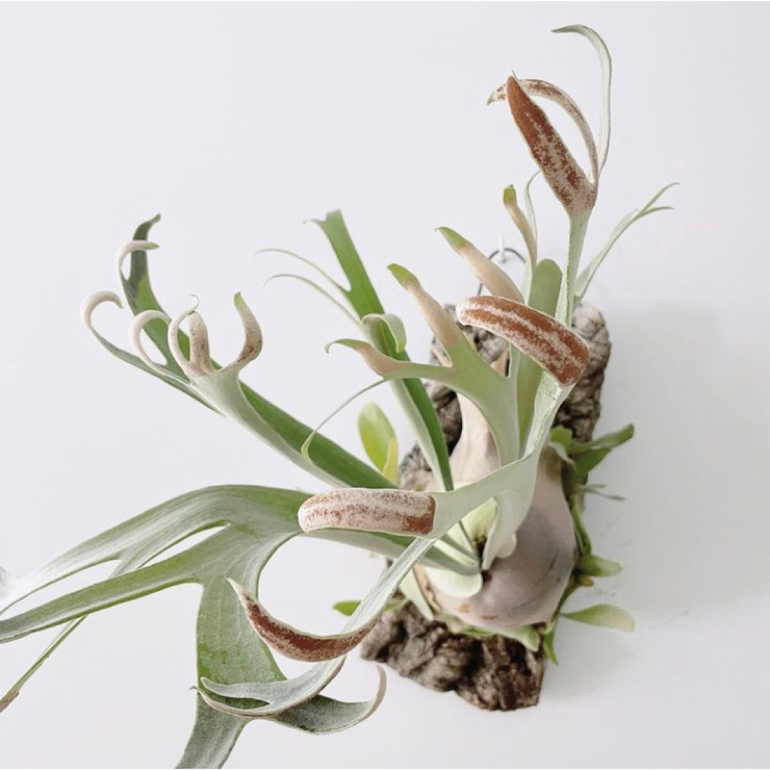ホワイトホーク　幼苗　15.2cm    ビカクシダ　観葉植物