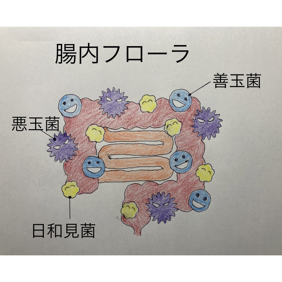 疲労、免疫力、炎症に！副腎と腸を元気にする！【しん健堂　ラクトファイバーＢ】