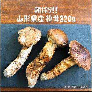 残り1セット！貴重・朝採り⭐︎ 山形県産天然松茸③　320g(野菜)