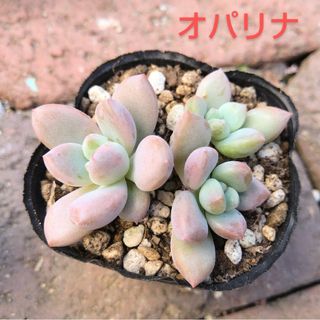 多肉植物　オパリナ　葉挿しっこ(その他)