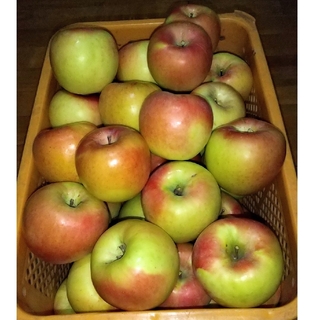 [数量限定] 信州 安曇野産 りんご「ぐんま名月」2.0kg(フルーツ)
