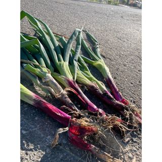 秋田県産ワケアリ赤ネギ(野菜)