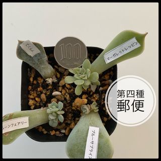 多肉植物　エケベリア　葉挿しセット(その他)