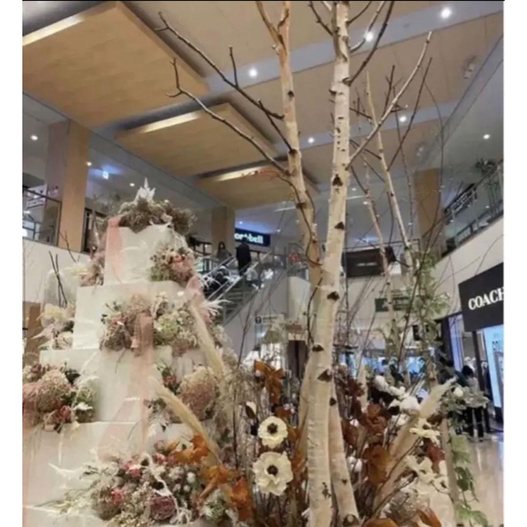 白樺の木　北海道白樺インテリア　クリスマス装飾　店舗用ディスプレイ