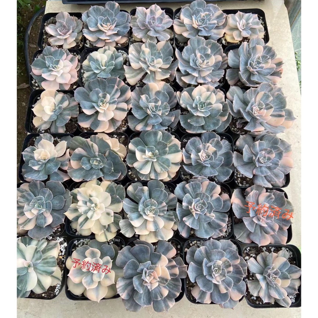 多肉植物　エケベリア  ハンドメイドのフラワー/ガーデン(その他)の商品写真