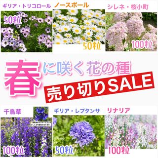 春に咲く秋蒔きの花の種  売り切りSALE⑮(その他)