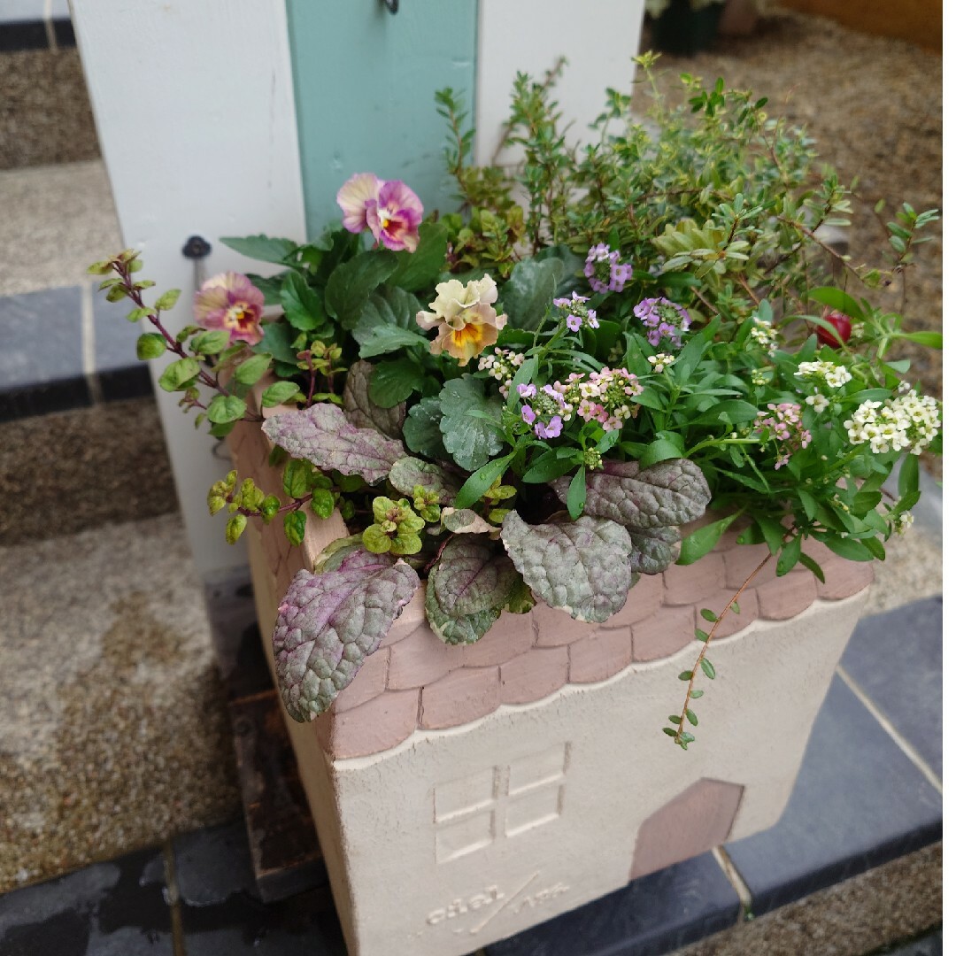 寄せ植え 花 花日和パンジーペルクレア 3