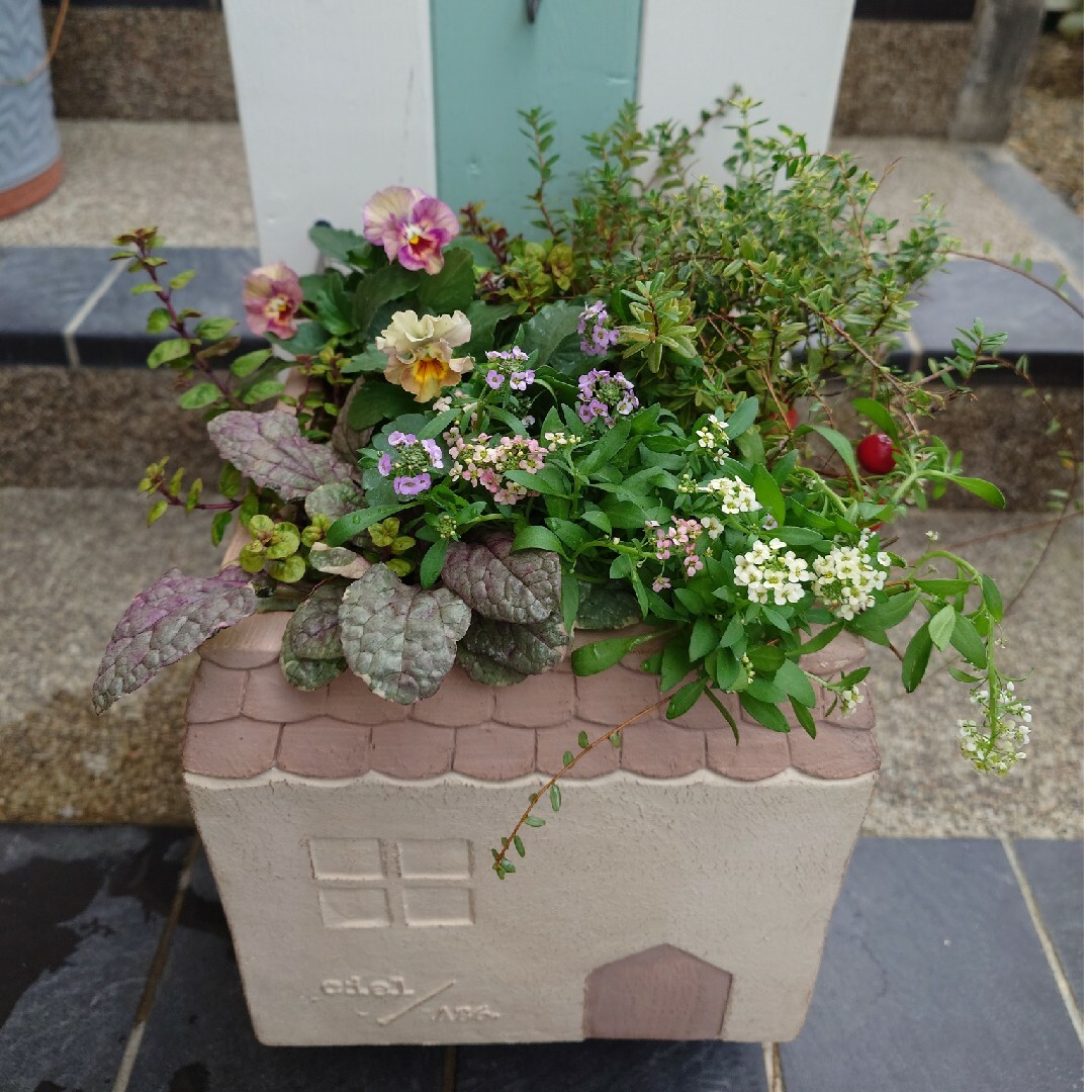 寄せ植え 花 花日和パンジーペルクレア