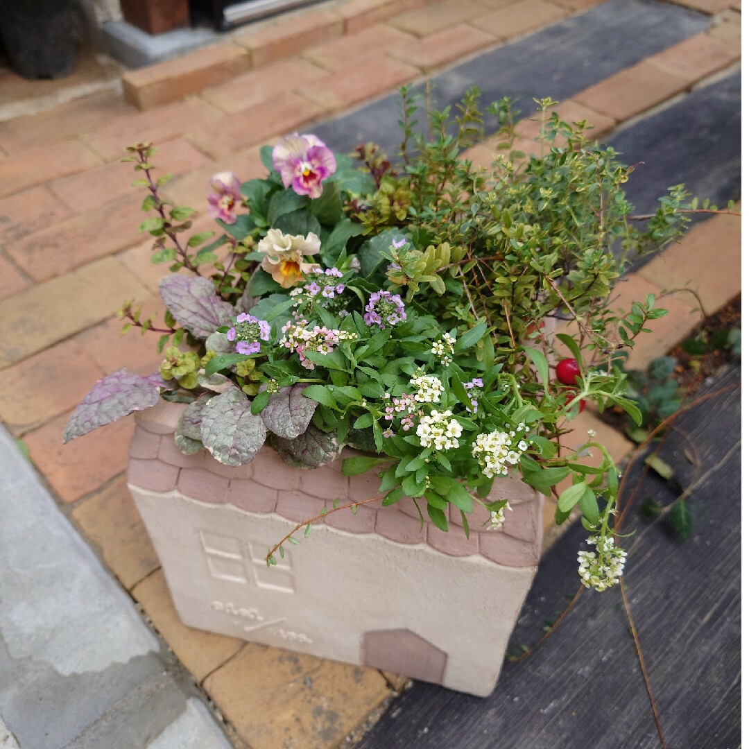 寄せ植え 花 花日和パンジーペルクレア 4