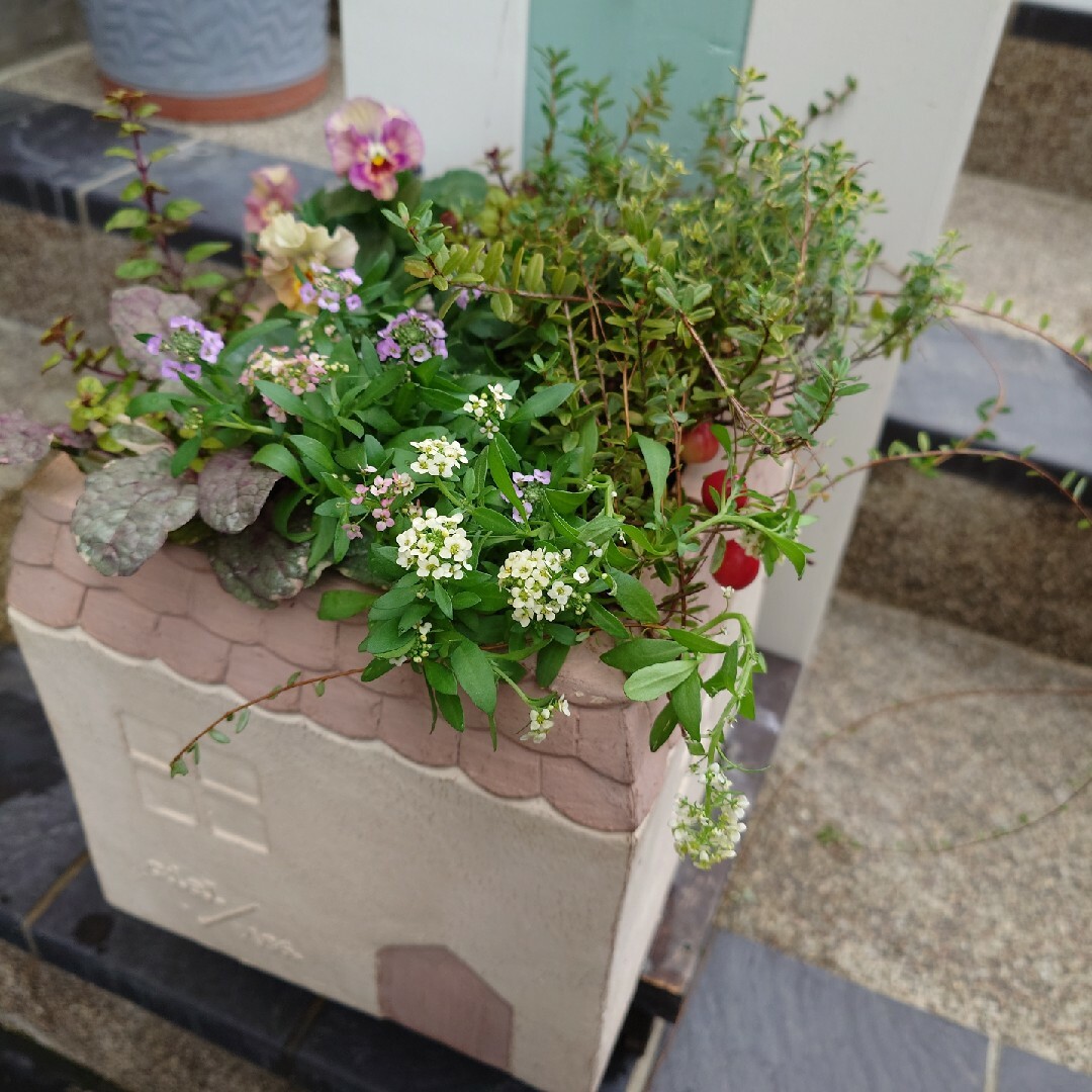 寄せ植え 花 花日和パンジーペルクレア 5
