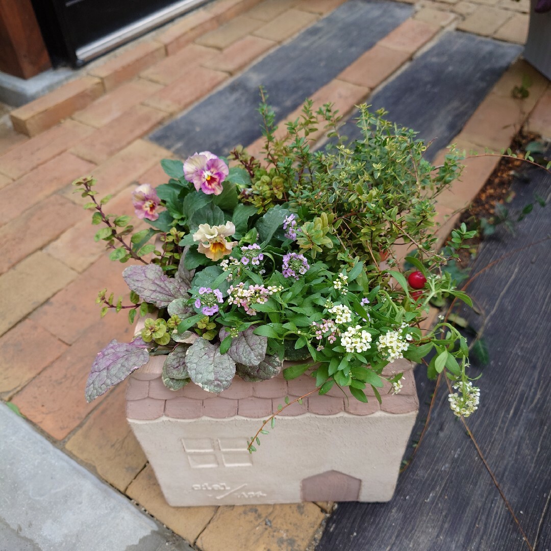 寄せ植え 花 花日和パンジーペルクレア 6