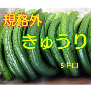 規格外 きゅうり 5kg(野菜)