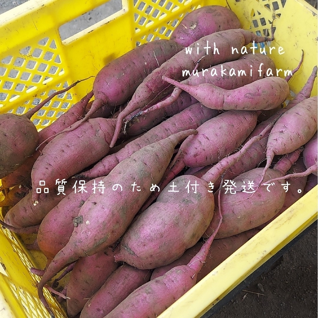 さつまいも 自然栽培 紅はるか 熊本県産 5kg！ 食品/飲料/酒の食品(野菜)の商品写真