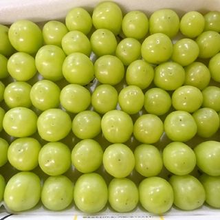 【毎年大人気!】たねなし柿 10kg ご家庭用