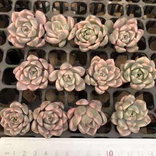 Echeveria Pretty in Pink錦　多肉(その他)