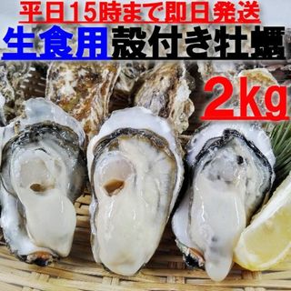 宮城県南三陸志津川より牡蠣漁師直送　真牡蠣のむき身ぎっしり300g×4パック！