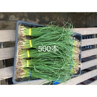 玉ねぎ苗　500本(野菜)