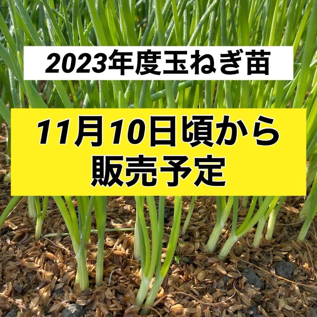 11月10日頃から玉ねぎ苗販売予定！