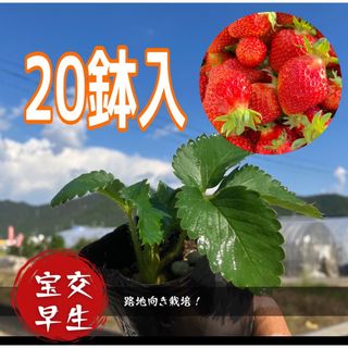 宝交早生苺苗‼️20鉢入❗️プランターでも栽培可能‼️(野菜)