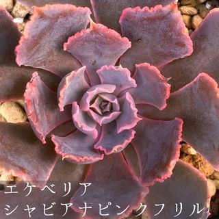 エケベリア　シャビアナ　ピンクフリル　多肉植物　抜き苗　根っこ付き　観葉植物(その他)