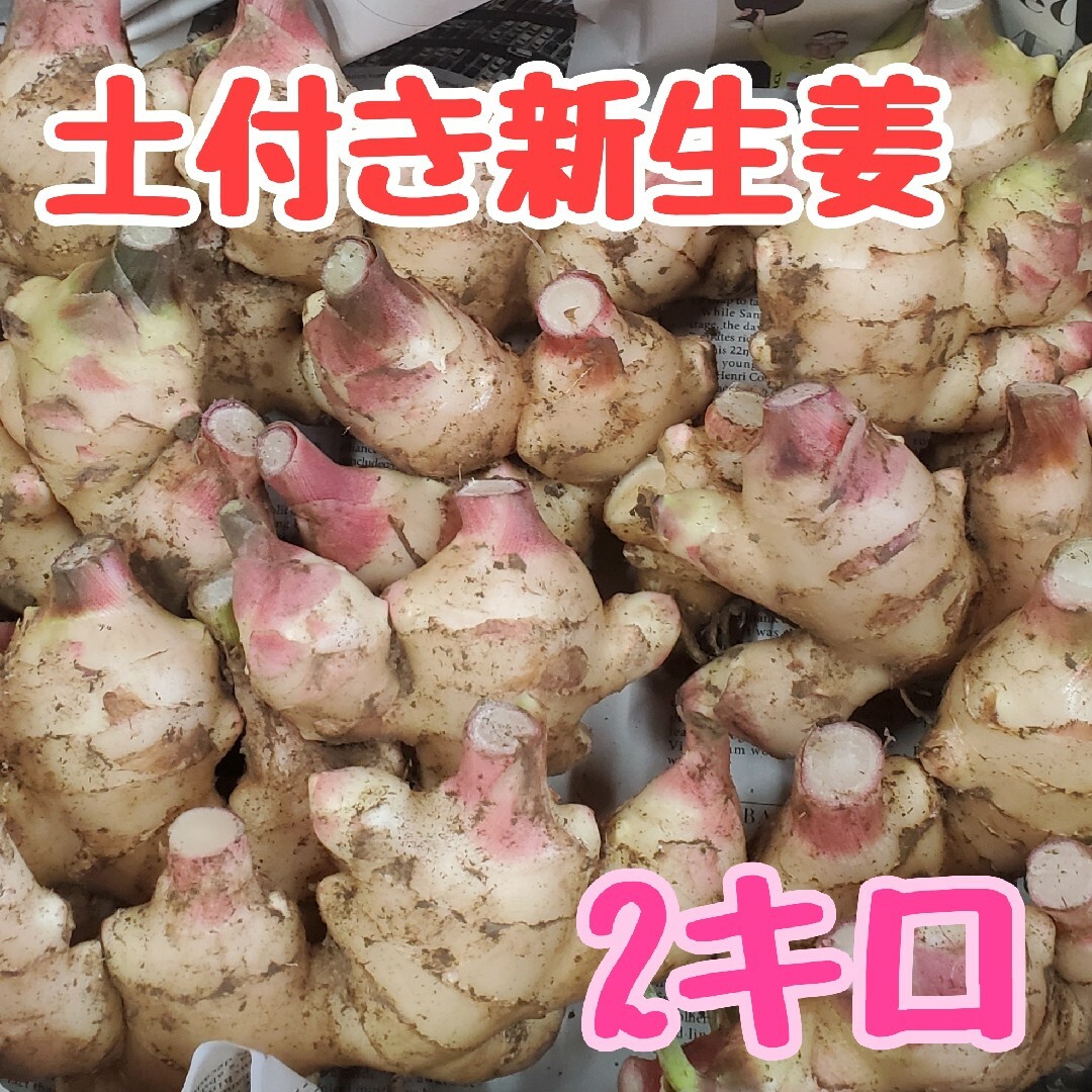 高知県産 土付き新生姜2キロ 食品/飲料/酒の食品(野菜)の商品写真