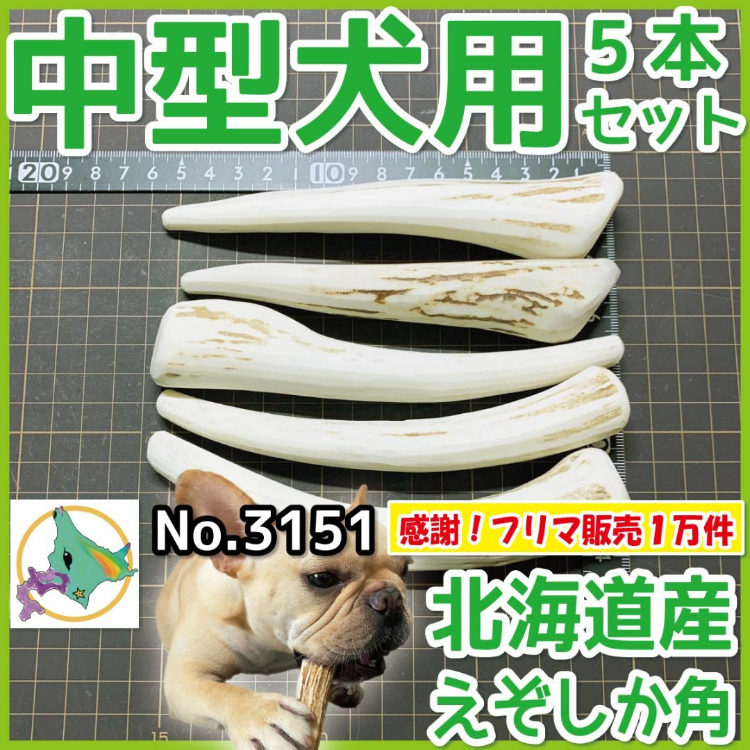 中型犬用 エゾ鹿の角 5本セット 北海道産 蝦夷鹿 犬のおもちゃ 31511 - 犬